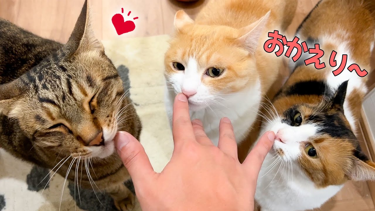 帰宅すると必ず全員揃ってお出迎えしてくれる猫たちにお土産を買って帰ってみると…