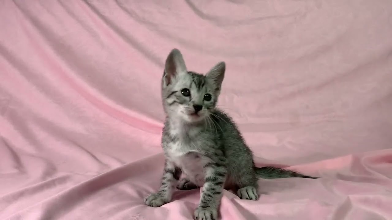 エジプシャンマウ 賢く可愛いシルバー（ダブルコート）の男の子｡