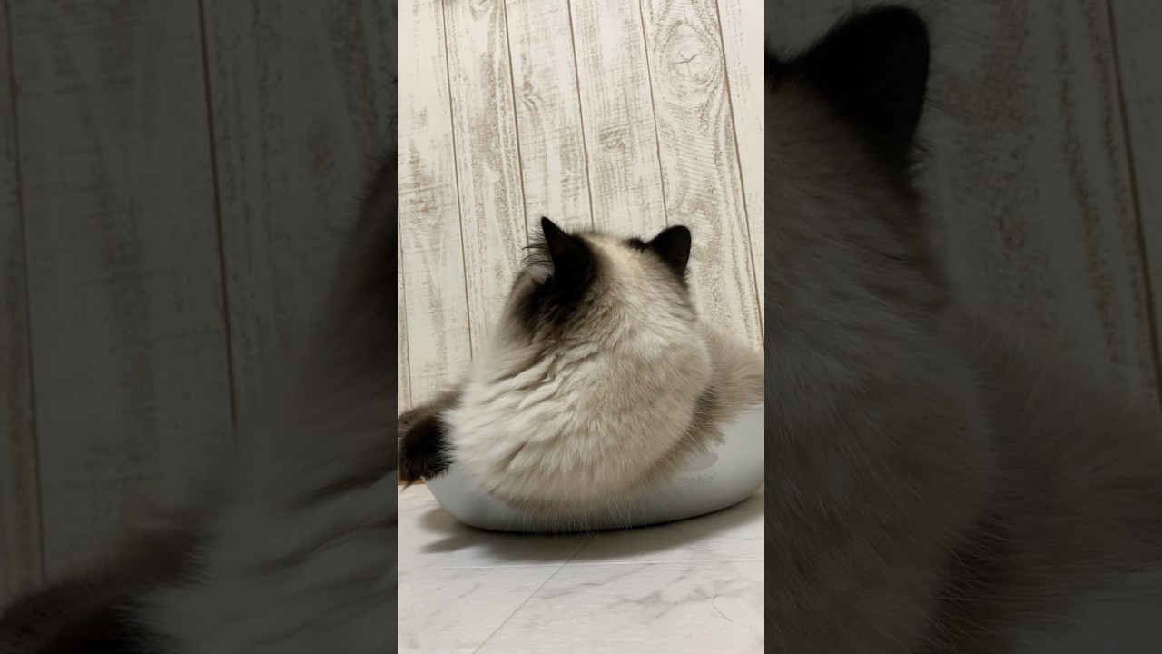 俺の背中かっこいい #猫 #日常 #ヒマラヤン #shorts