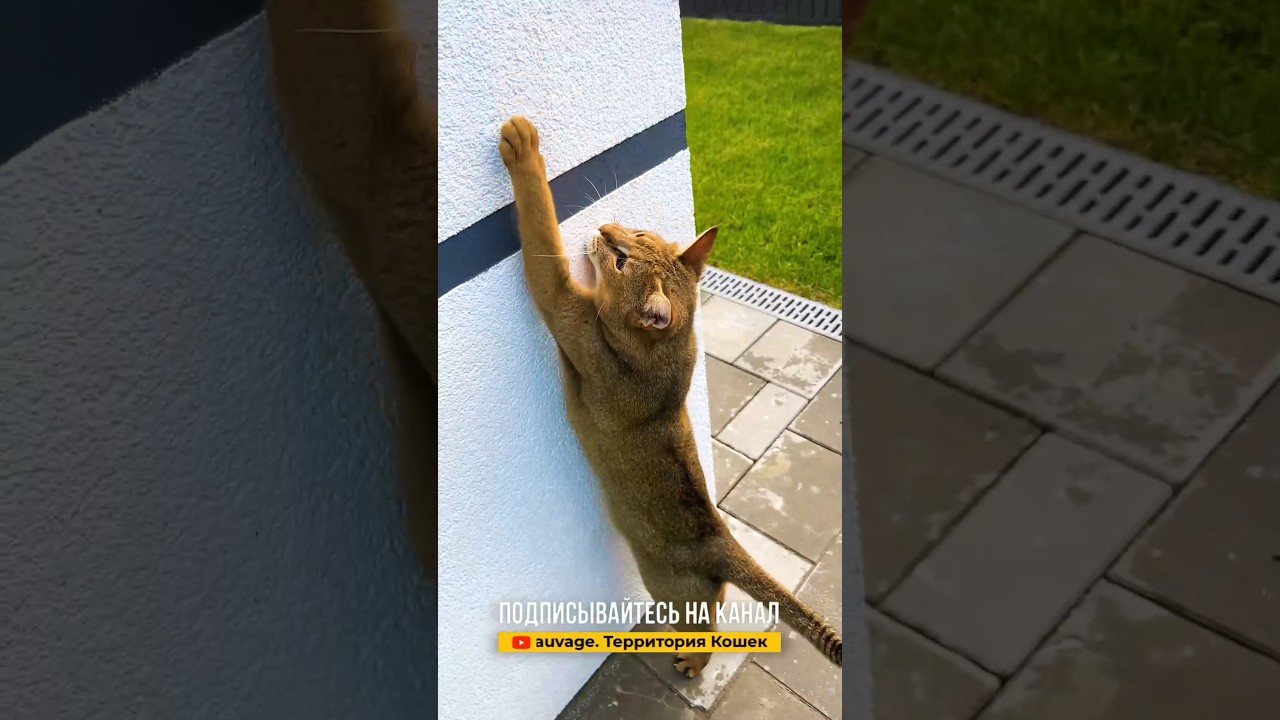 Чаузи-воительница Астрид против саванны Кейси 🙀