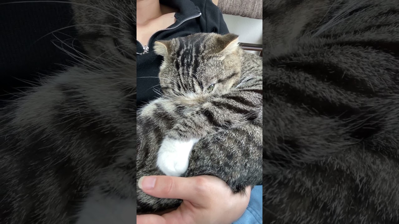 relax on owner🐱 #cat #funny #爆笑 #cute #かわいい猫 #スコティッシュフォールド #ラグドール #catfunny #cutecat