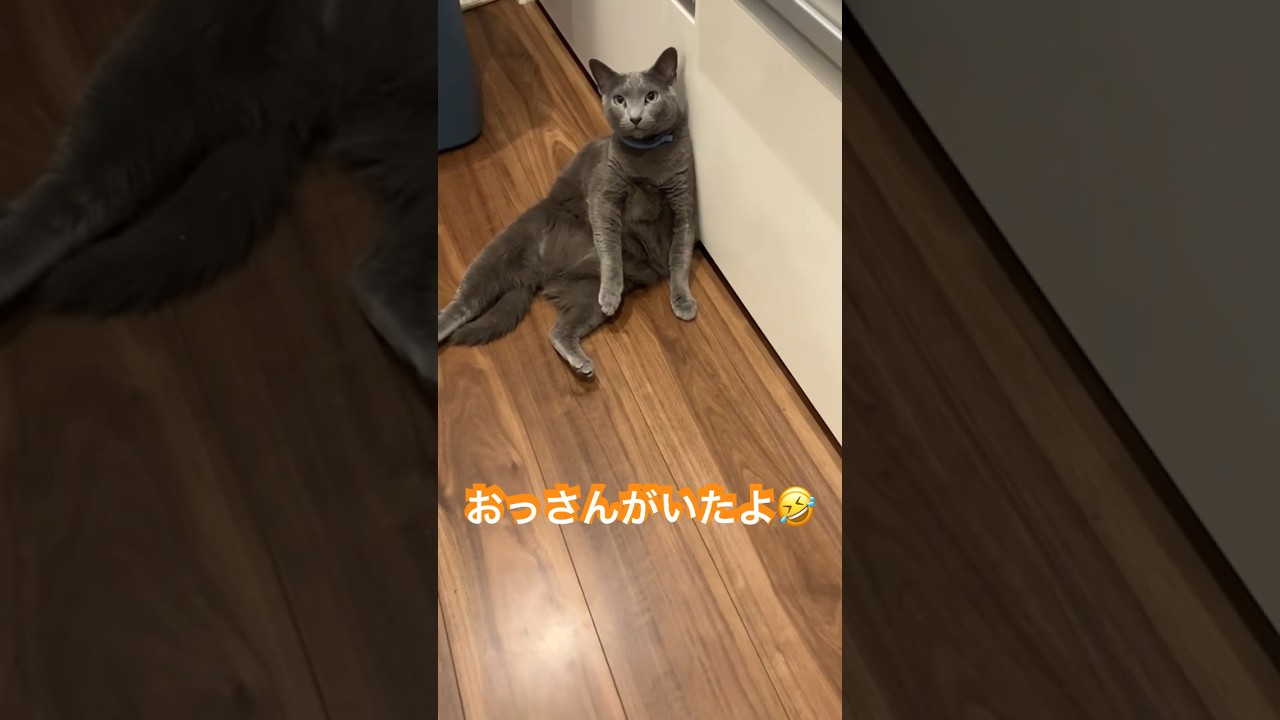 貫禄がある座り方🤣#shorts #cat #ねこ #ロシアンブルー #russianblue