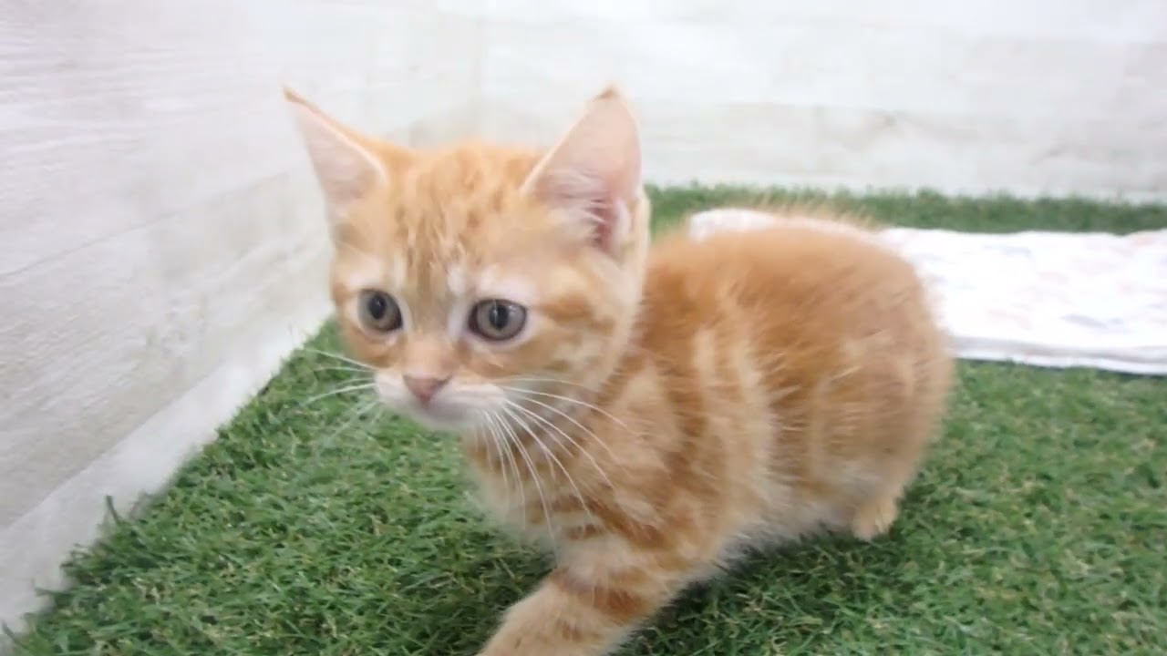 Coo&RIKU　No00638813 アメリカンショートヘアー