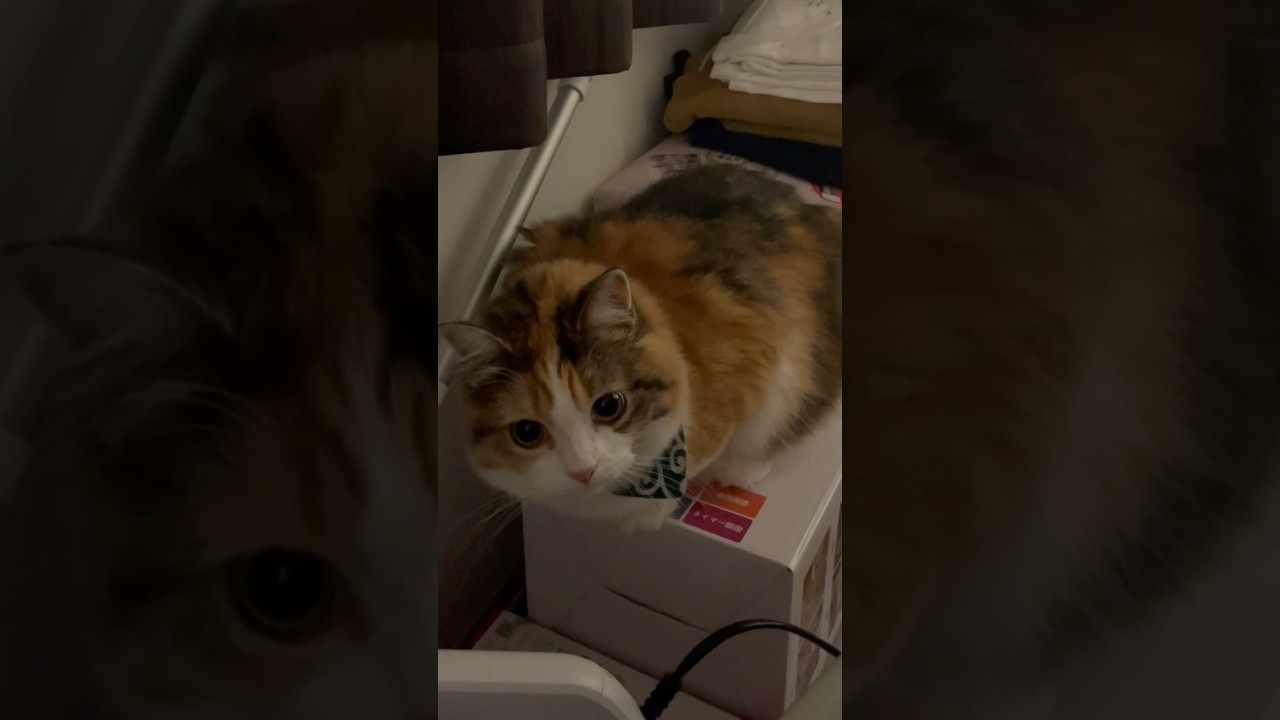 イタズラ猫発見🐱足がひょっこり🐾#子猫#猫動画#cat#calico#マンチカン#子猫成長記録