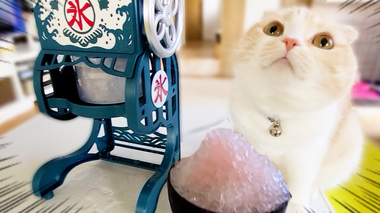 猫と犬が生まれて初めてかき氷を食べたらこうなっちゃいました...