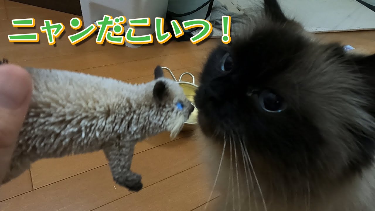 【猫】【cat】ヒマラヤンの置物見つけました。