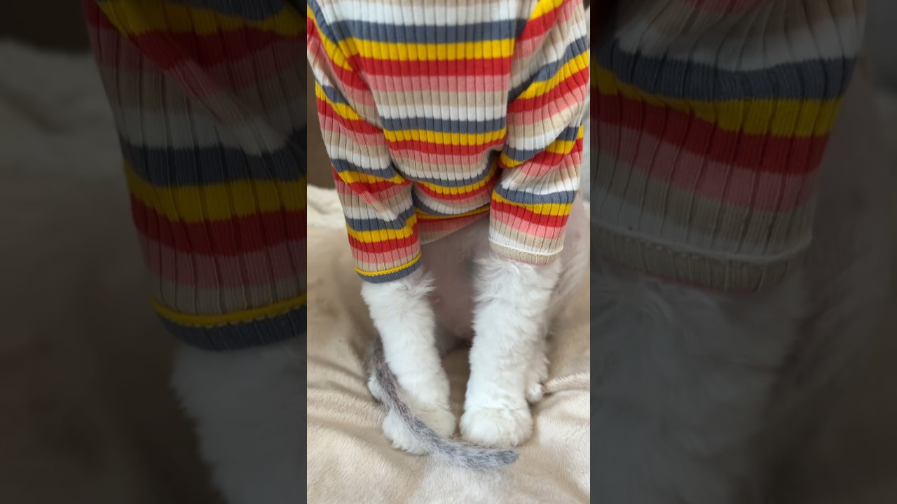 The Best Time To Wear A Striped Sweater #shorts #cats