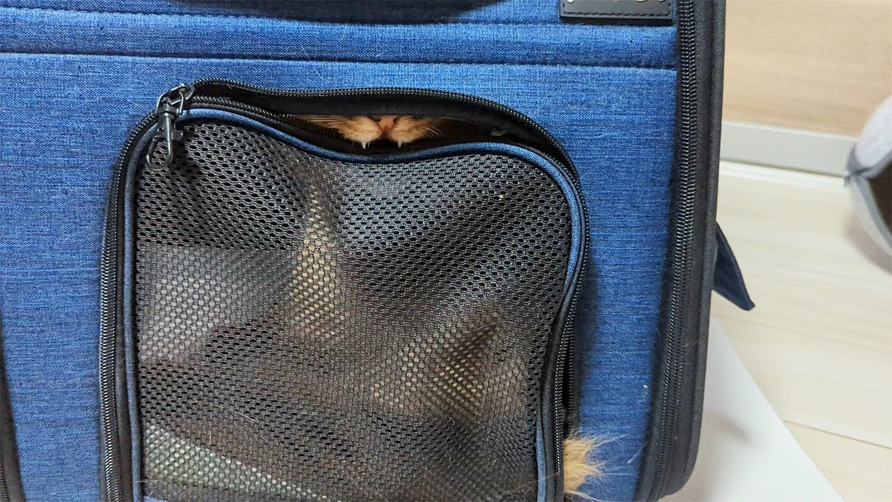 【531日目】カレンちゃんはキャリーがお好き #ソマリ #cat