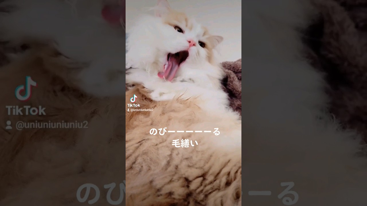 のびーーーーる毛繕い笑 #ラガマフィン #猫動画 #cat #癒し #子猫 #shorts