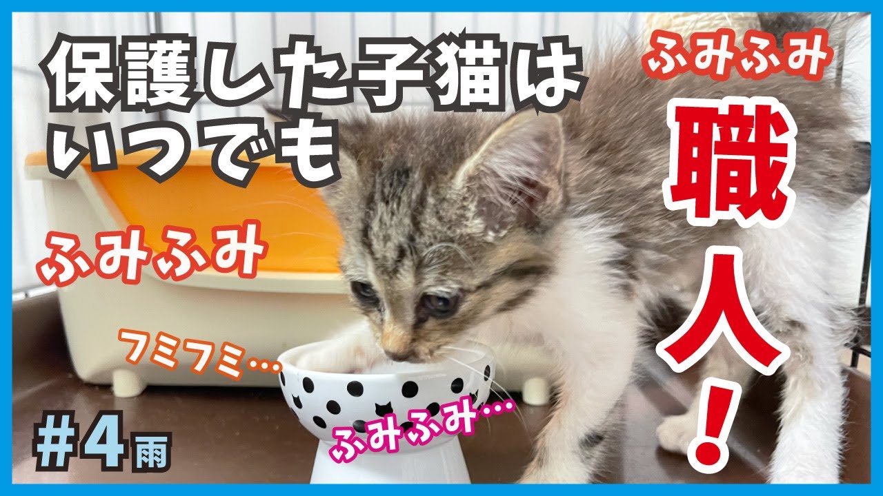 大雨で緊急保護した子猫はゴハン中でもフミフミ！猫風邪経過とふみふみ職人。【大雨大猫風邪そして子猫・雨4】/ I rescued a kitten who caught a cold