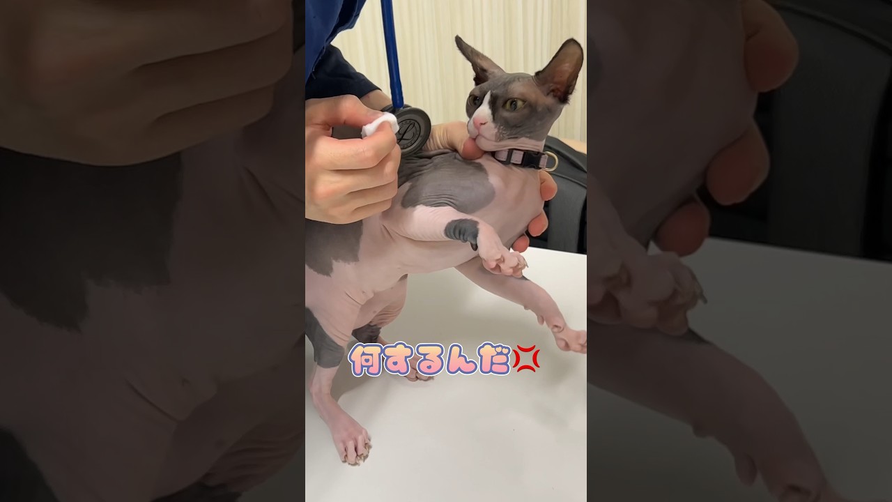 嫌々ながらも耳掃除をされるスフィンクス