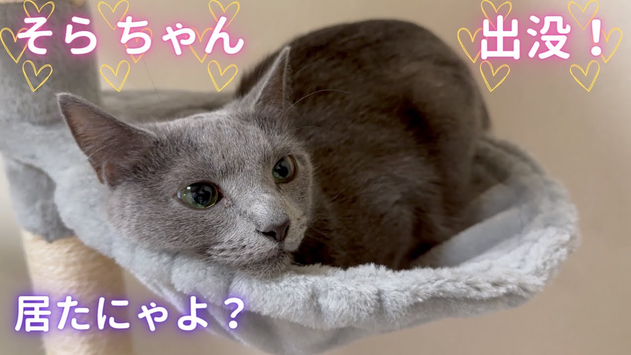 可愛い愛猫🐈‍⬛見〜つけた！（ロシアンブルー）