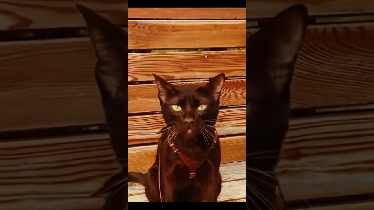 Animal vol:144 - havana cat #shorts