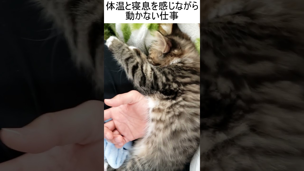 子猫の体温と寝息を感じる仕事 #shorts #子猫 #サイベリアン #ペット #猫 #cats #siberian #かわいい #癒し #kitten #動物 #animals #ネコ #ねこ