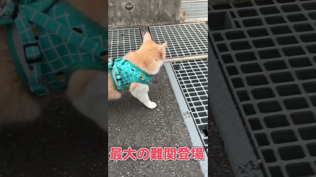 猫と散歩していたらまさかの障害物に道をふさがれました…　#shorts
