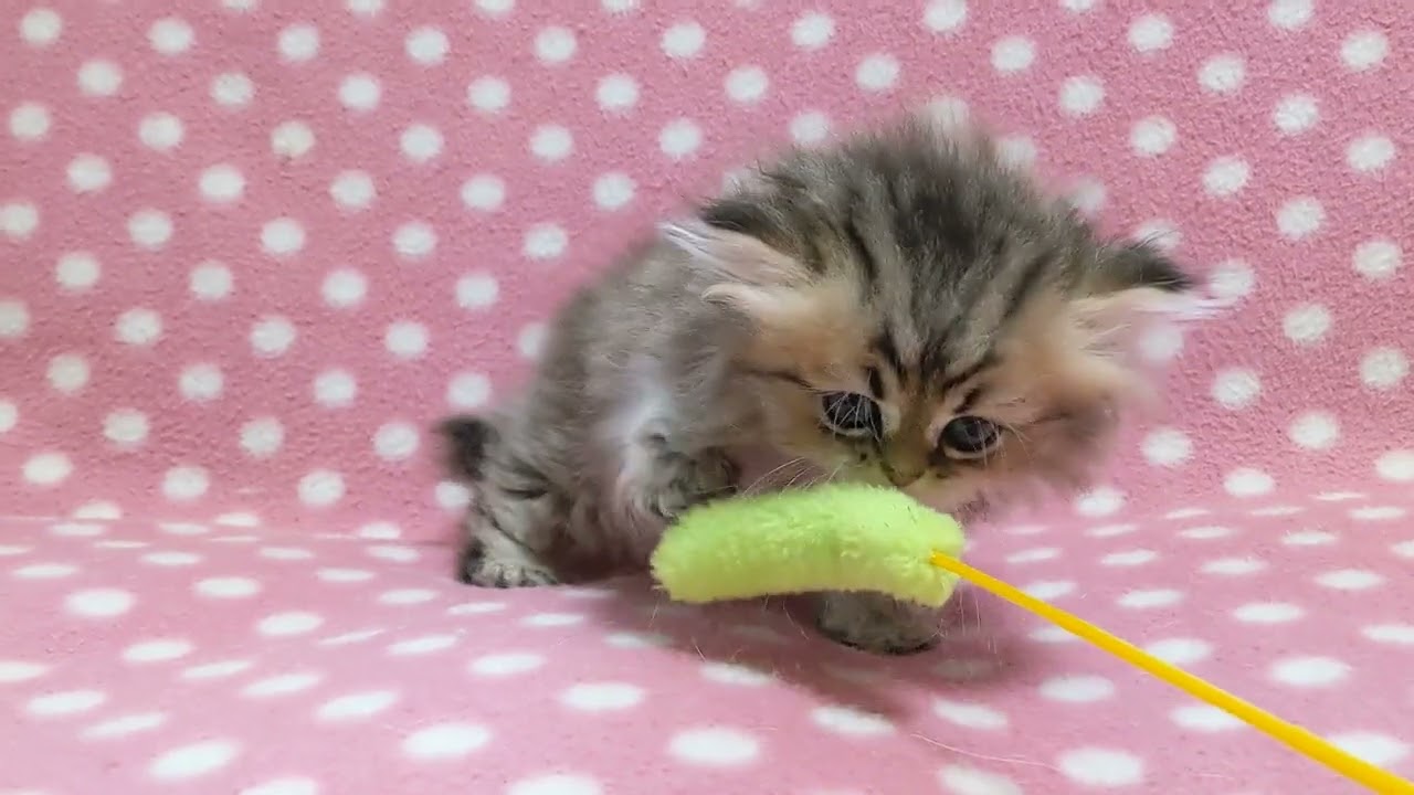 ペルシャ（チンチラ） 大人しめのお母さん大好き甘えっ子さん♪