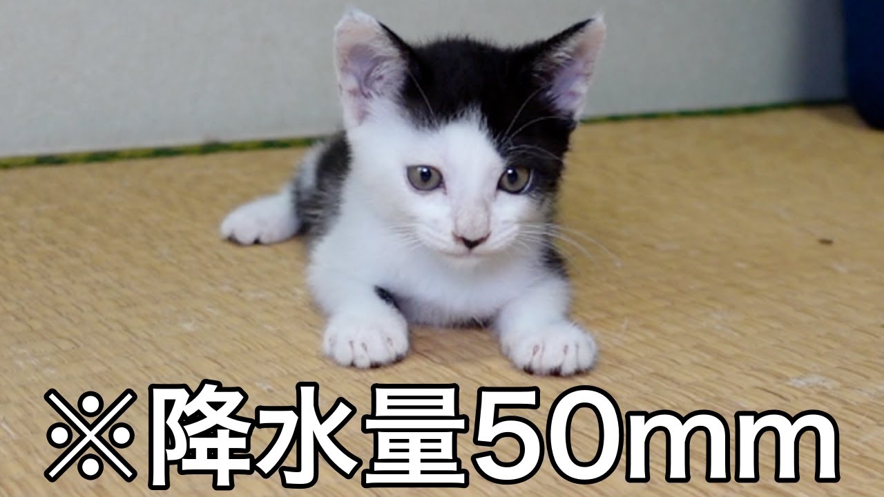 大雨のなか子猫たちの様子
