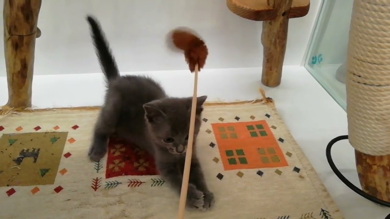 ロシアンブルー 男の子 2023/4/27生まれ