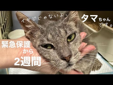 [緊急保護]から約2週間、ガリガリの疥癬子猫タマちゃん、食欲不振と原因不明の下痢が治らず病院へ。血液検査、エイズ白血病の結果は…