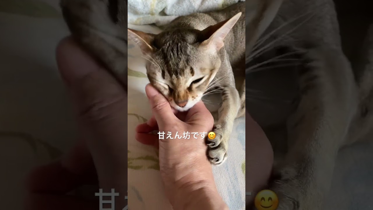 【シンガプーラ】甘えん坊な猫です #animals #singapura #cat #pets #kitten #ペットショップ #猫 #過保護