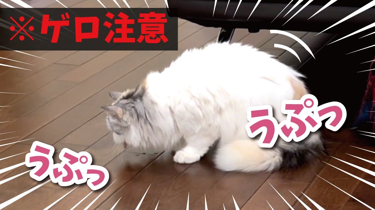 【ゲロ注意】つくしがすごいものを吐いてしまいました…【関西弁でしゃべる猫】
