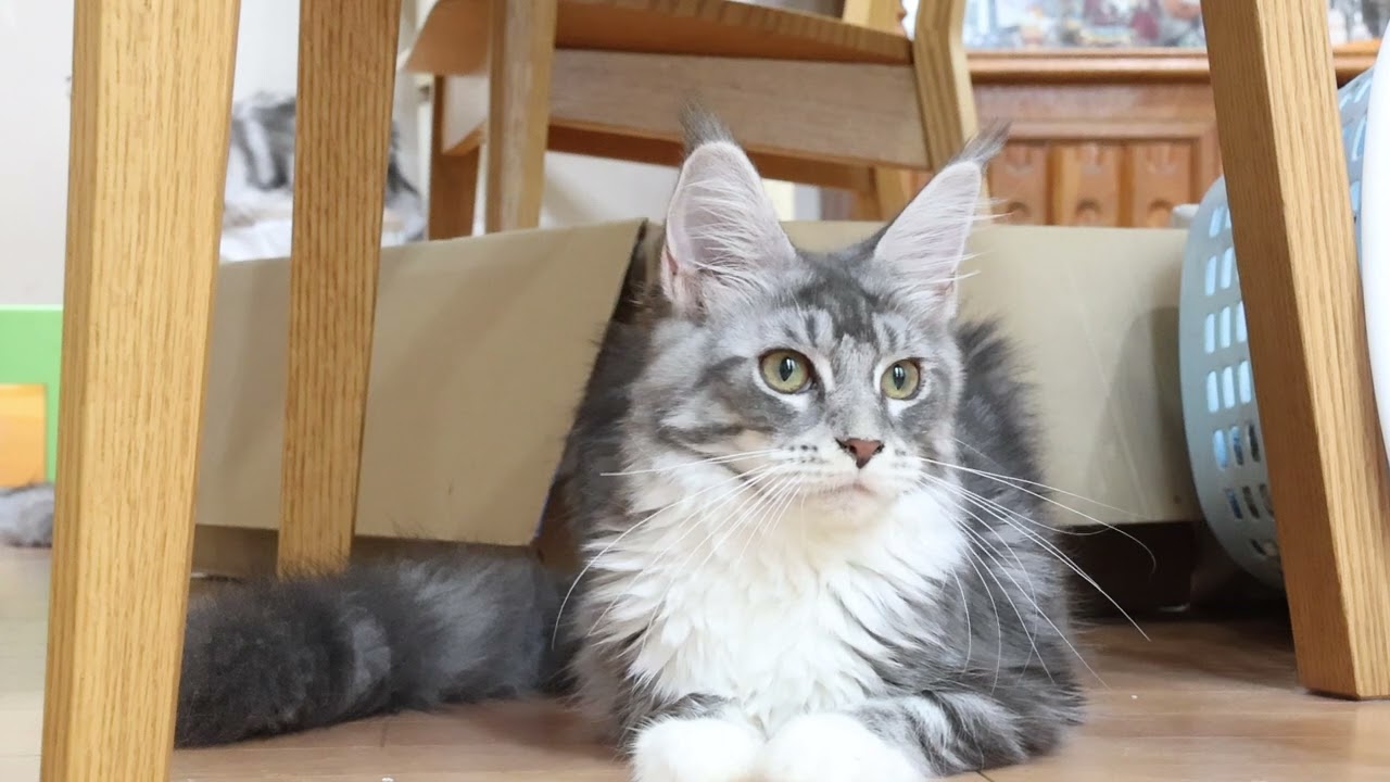 ブルーの素敵なメインクーン子猫マリアちゃん