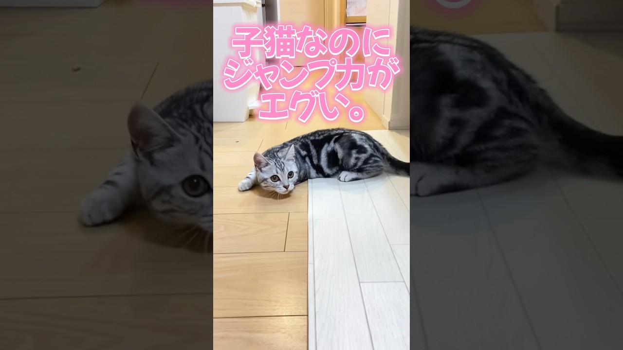 【着地が心配になる子猫のジャンプ🥺】　　#子猫 #shorts #アメリカンショートヘア #スコティッシュフォールド