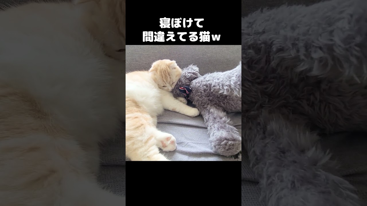 帰宅が遅くなり犬が猫を寝かしつけてたｗ#shorts