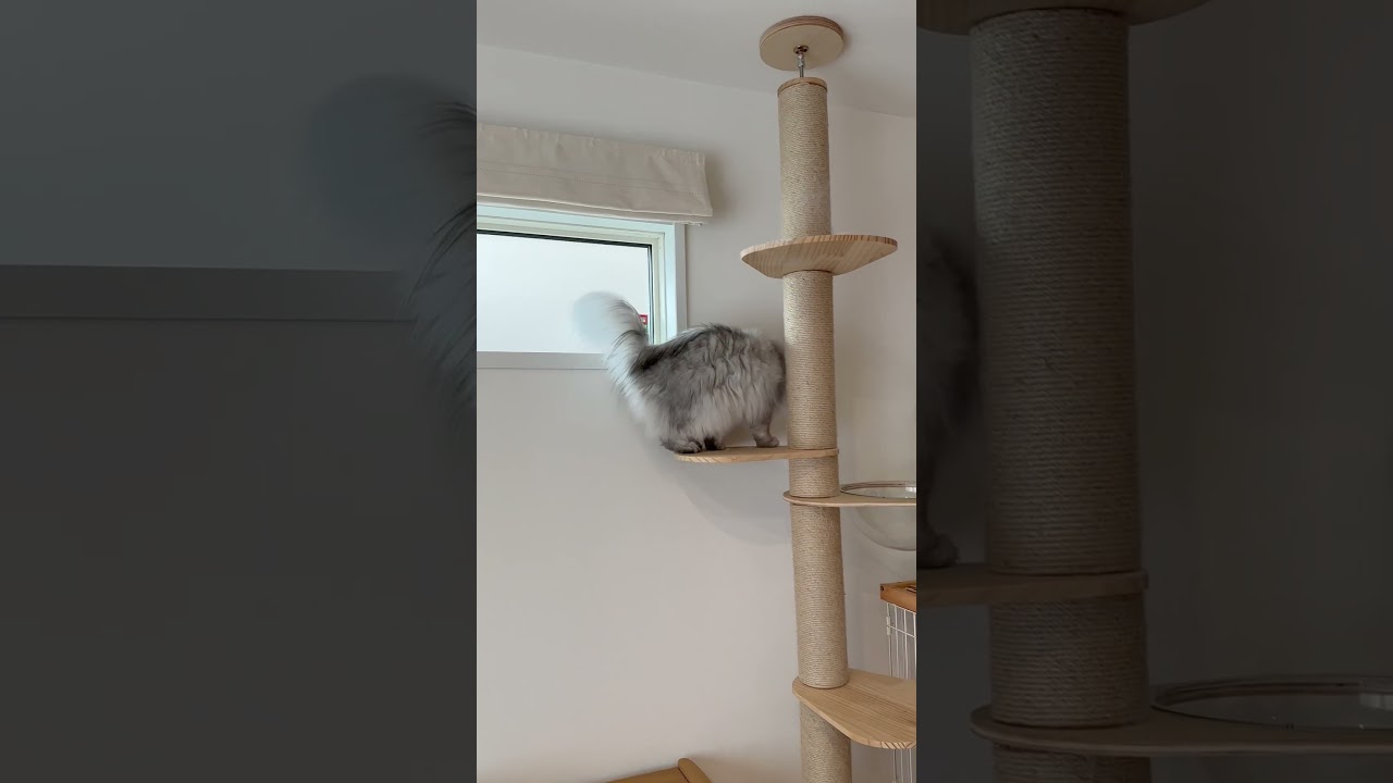 エアコンの掃除が気になる猫 【サイベリアン】 #Shorts