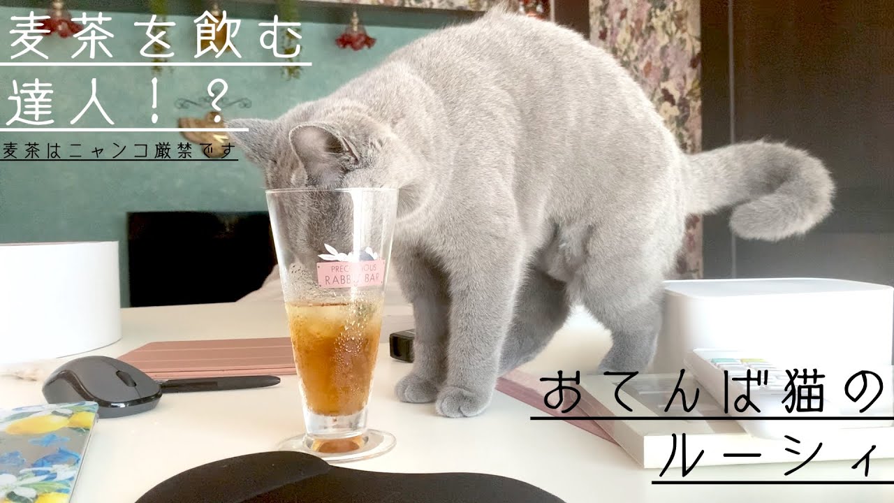 一瞬の隙をついて麦茶を飲む猫【シャルトリュー】