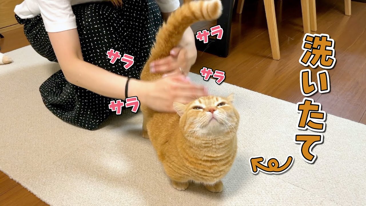 シャンプーした愛猫をサラサラし放題したら気持ちよすぎました！
