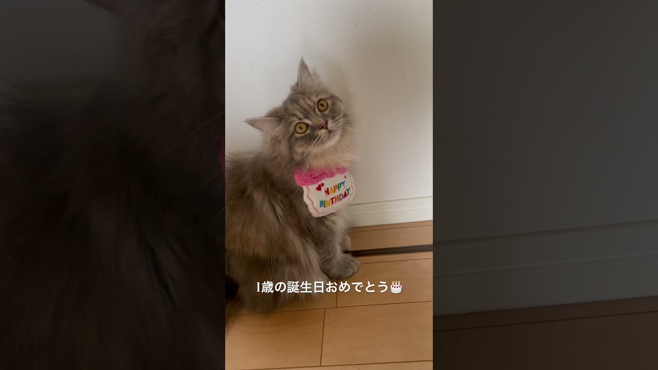 ラガマフィンのはな1歳の誕生日🎂🎊 #猫のいる暮らし #子猫動画 #猫動画