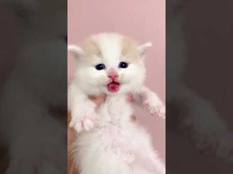 マンチカン ♥クリームタビーホワイト（長毛（ロング））の男の子♥