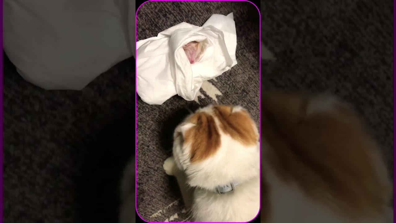 赤ちゃん誕生🍼🐱💕 #cat #スコティッシュフォールド #スコティッシュ #子猫 #ねこ #スコティッシュ子猫 #猫 #夫婦 #子育て #こねこ