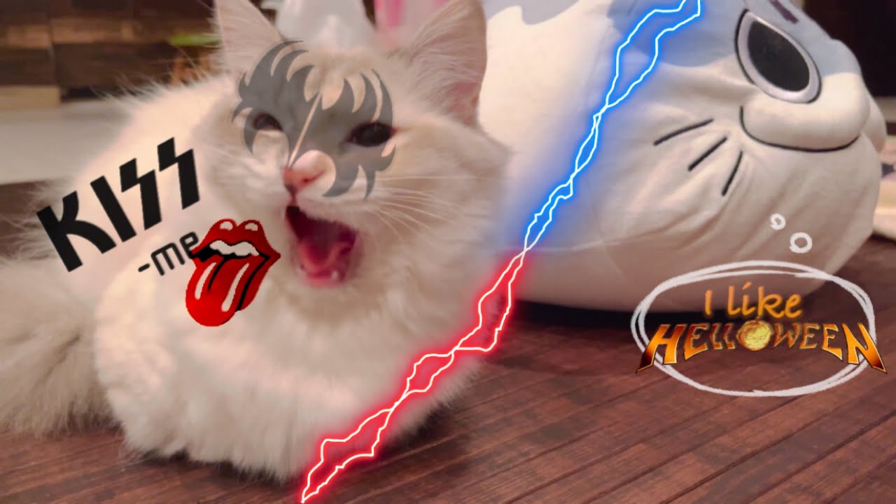 【猫】 ｫ貸しぃニャ…。 @ラグドール & マンチカン