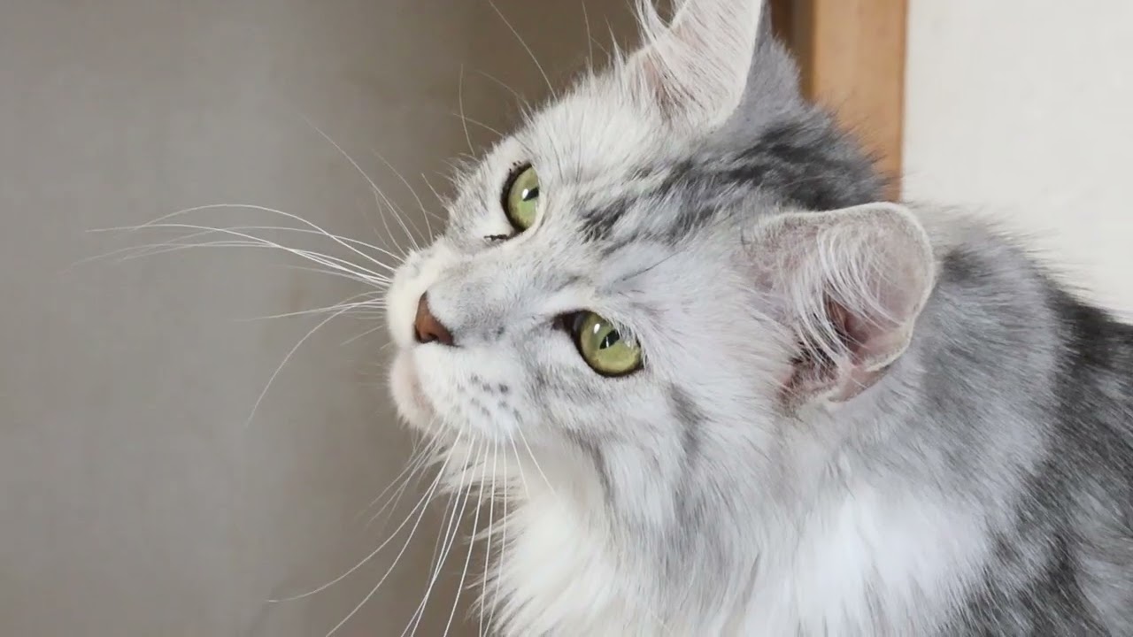 クールなメインクーン女子の千代さん