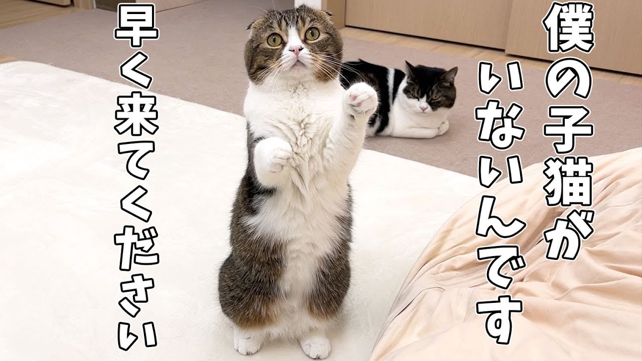 帰ってしまった子猫むぎくんを必死に探すパパ猫がこちら…