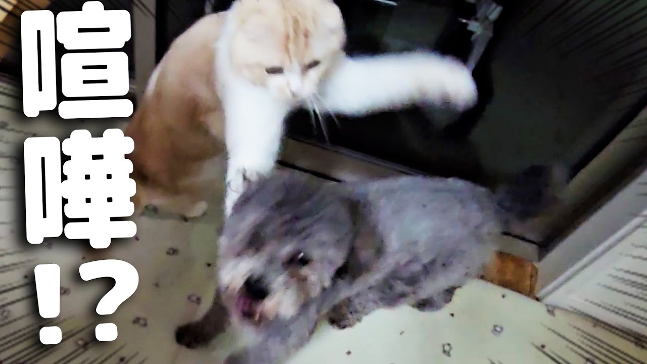 深夜に猫と犬の喧嘩が...