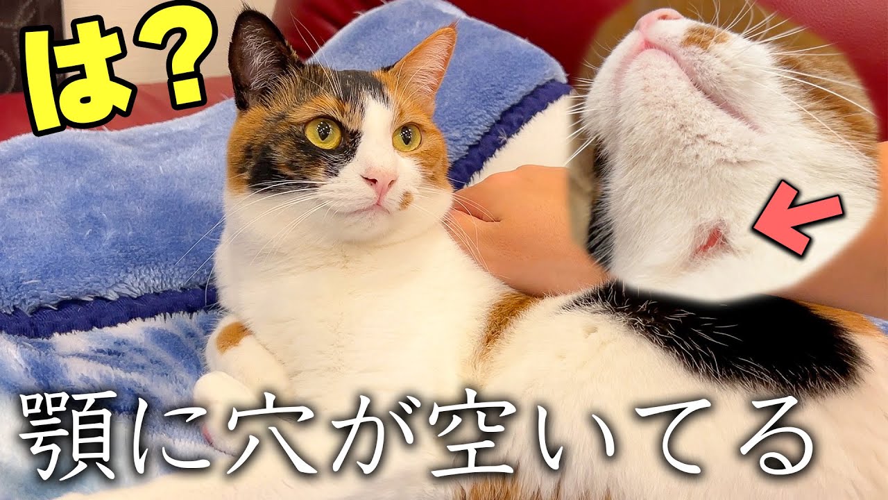 【緊急】猫の顎がハゲて真っ赤になっていたので急いで病院に連れて行きました。