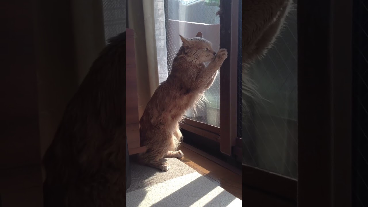 2013/04/29のチャチャ　#shorts  #ソマリ