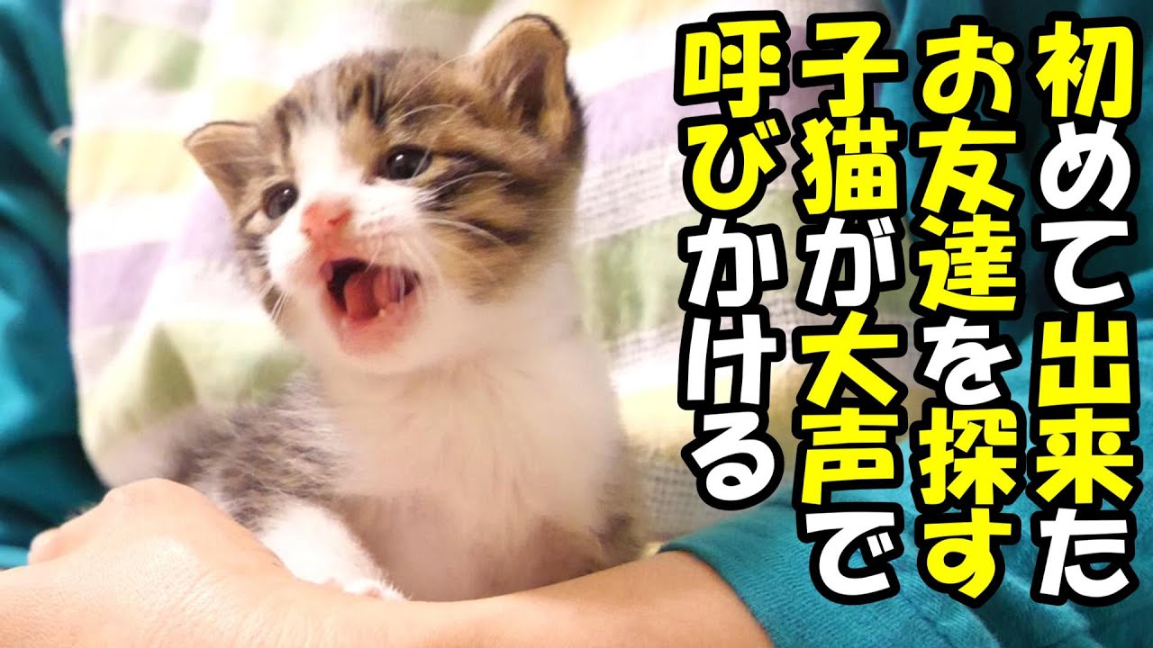 【独りぼっちの子猫と長男子猫】初め出来た友達を探すひとりぼっちだった子猫【赤ちゃん猫　保護猫】