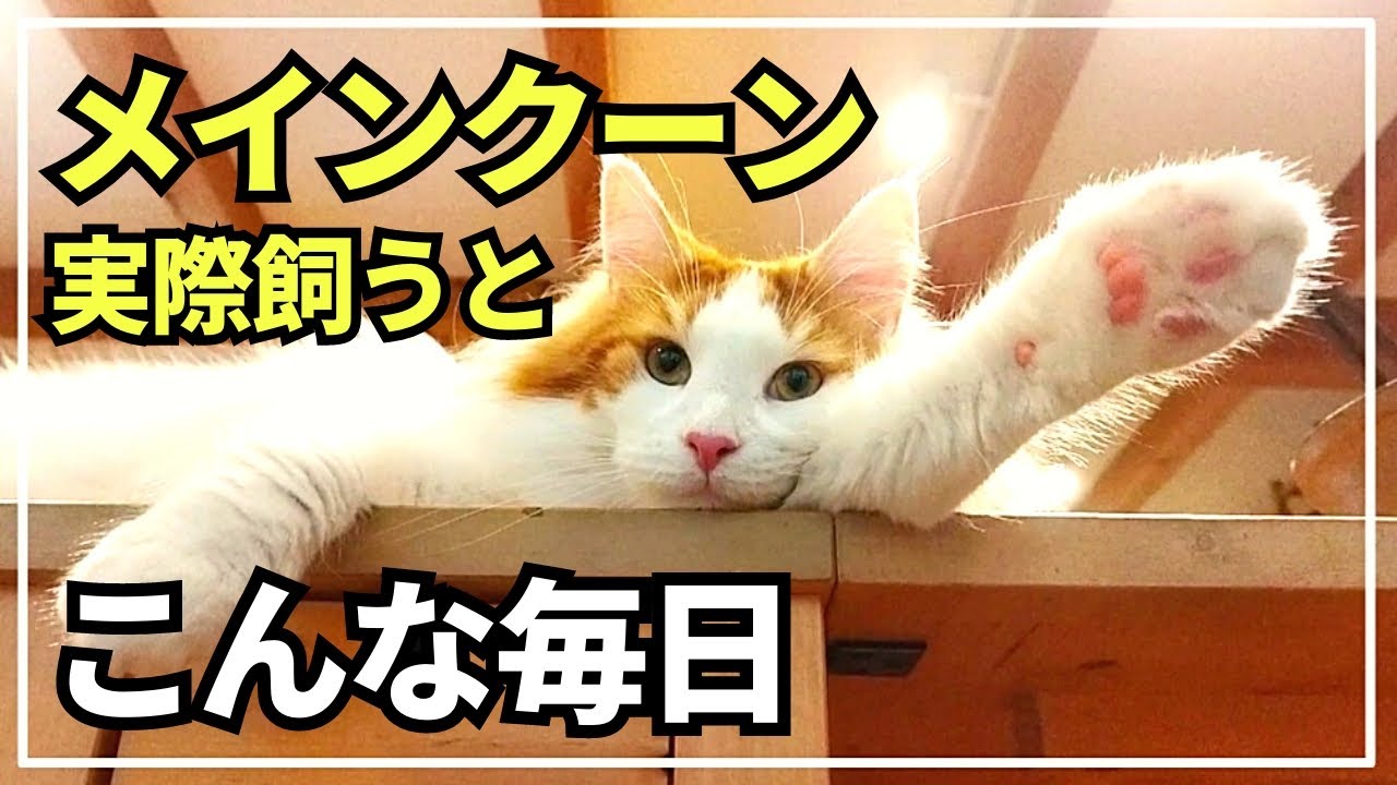 大型猫の日常ってこんな感じ！意外と活発な性格！？【メインクーン】