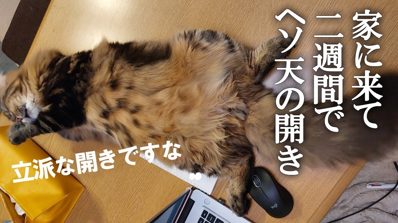 お迎えして二週間でサイベリアン子猫の「ヘソ天の開き」！　ブラッシングに協力的