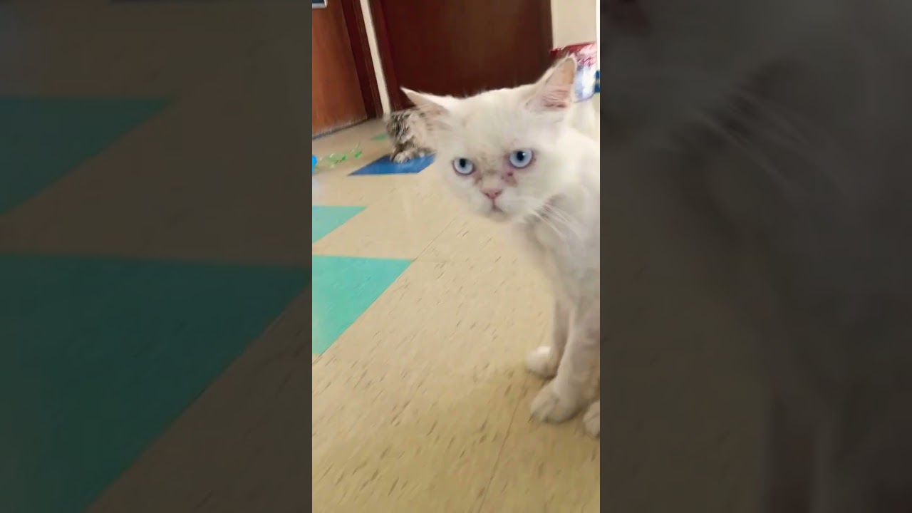 Persian Cats 🐱🐱 #youtube #cutekitty #youtubeshorts #cat #kitten #cutecat #positivethoughts #pets