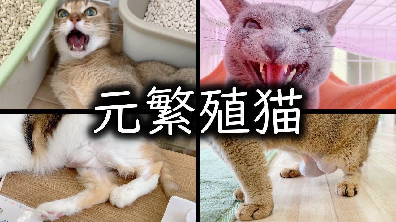 元繁殖猫の病気や障害、心の傷についてお話します