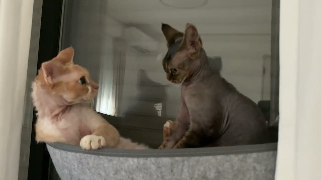 窓ハンモックで喧嘩するデボンレックス猫兄弟(Devon Rex brothers in the hammock)