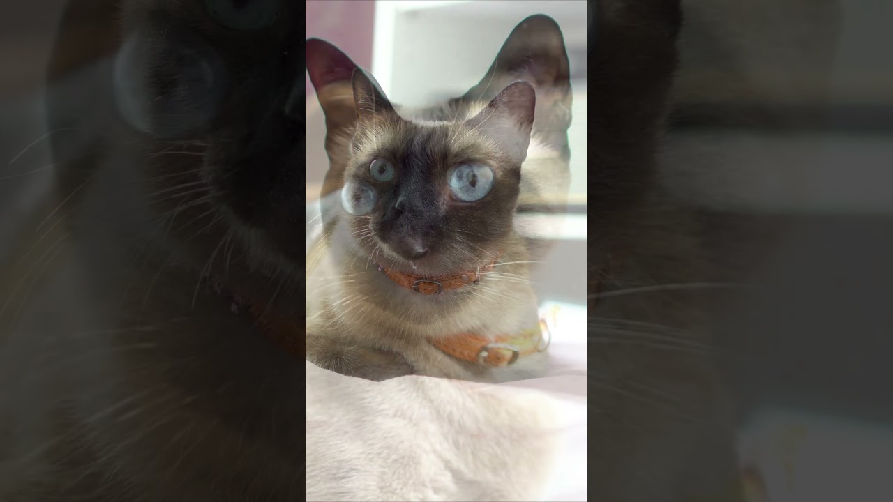 Cute Siamese Cat 😍😍 Cat Meditation