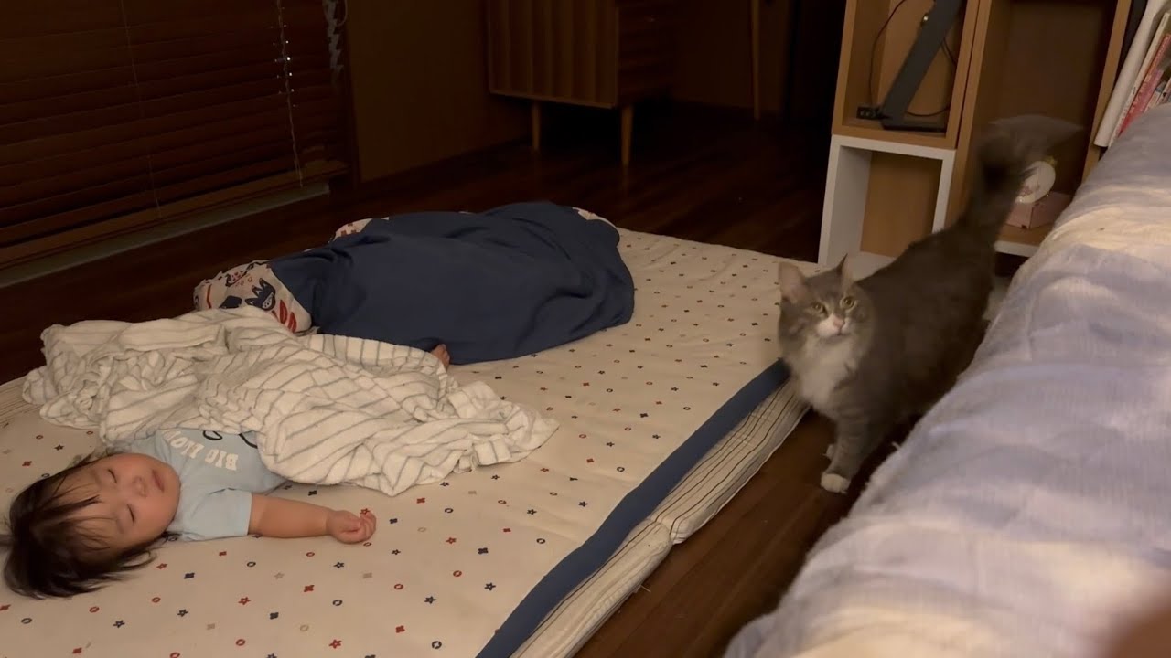 ゆっくりマイペースを貫く猫　ノルウェージャンフォレストキャットA cat that keeps its own pace. Norwegian Forest Cat.