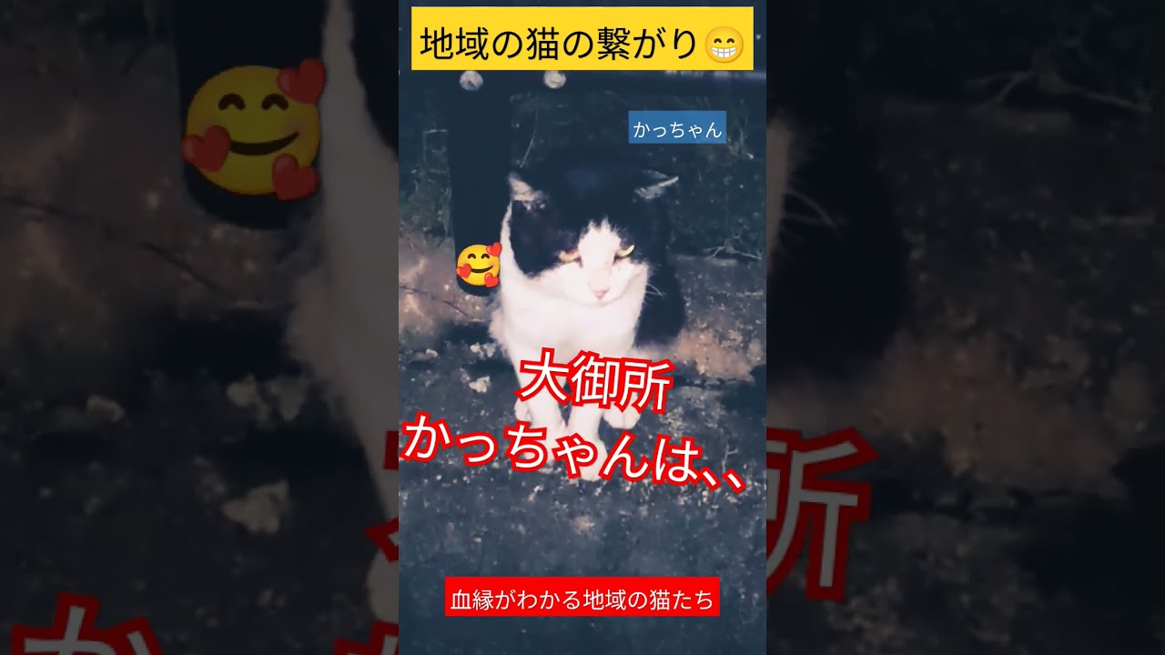【血縁がわかる地域の猫たち】