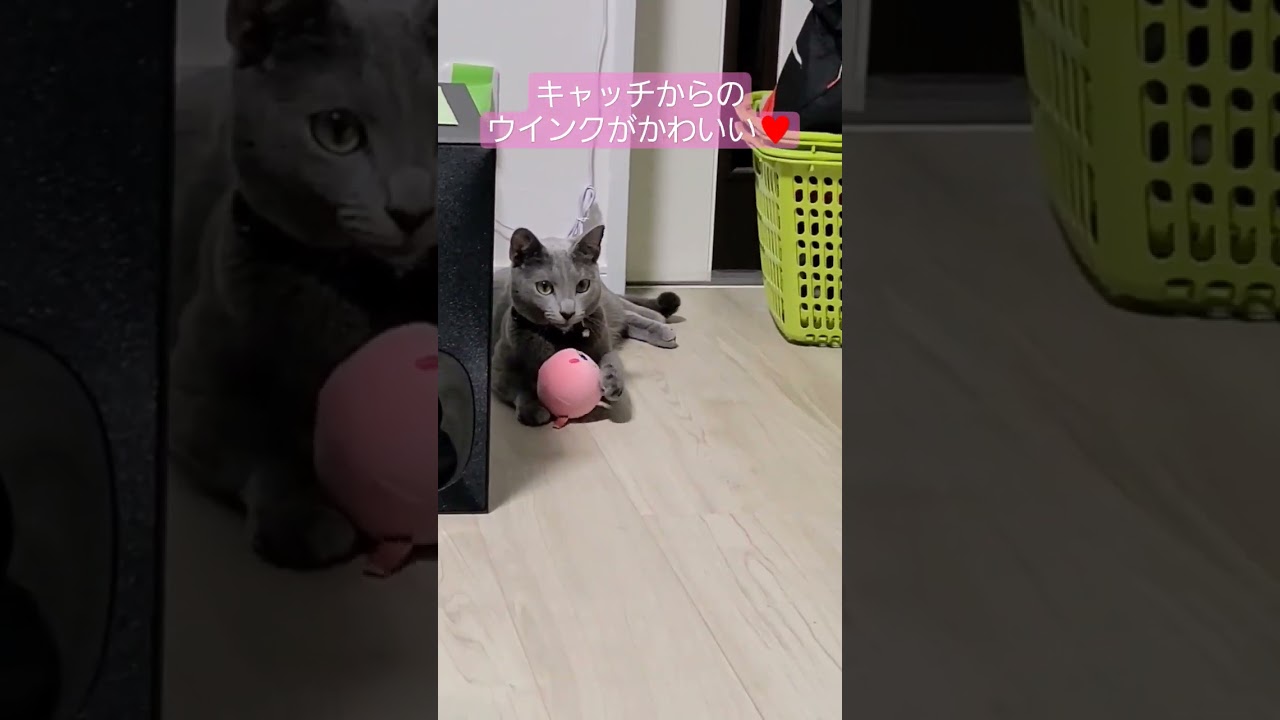 ナイスキャッチ&ウインクがかわいい #猫 #ロシアンブルー #shorts